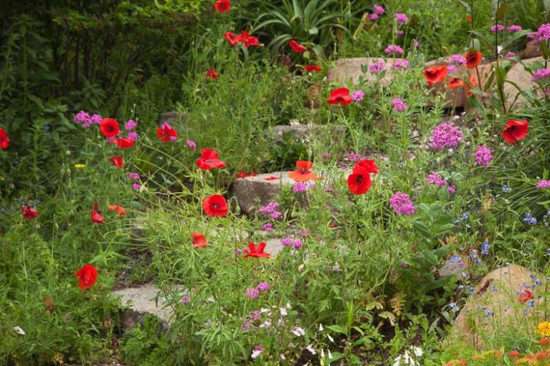 Papaver Rhoeas , Common Poppy, Corn Poppy, Corn Rose, Field Poppy, Flanders Poppy, Red Poppy, Red Weed, Coquelicot, Papaver Commutatum, Papaver Strigosum, Red flowers