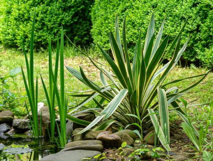 Yucca Gloriosa 'Variegata', Variegated Spanish Dagger, Yucca gloriosa 'Aureovariegata'