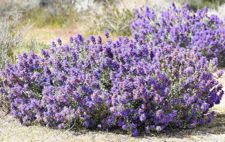 Salvia dorrii, Purple Sage, Gray Ball Sage, Dorri Sage, Desert Sage, Purple salvia, Purple Sage, Purple flowers