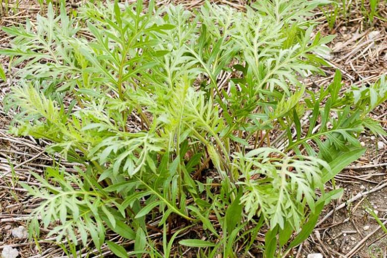 Silphium laciniatum, Compassplant, Compass Plant, Gopher Plant, Pilot Plant, Pilot Weed, Polar Plant, Ragged Cup, Rosin Weed, Yellow Flowers, Yellow Perennials
