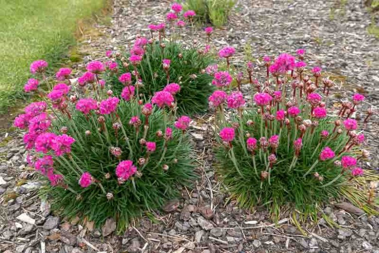 Armeria Maritima 'Splendens', Sea Thrift 'Splendens', Thrift 'Splendens', Sea Pink 'Splendens', Cliff Rose 'Splendens', Cushion Pink 'Splendens', Pink Flowers