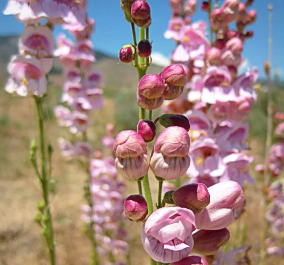Penstemon palmeri, Palmer's Penstemon, Palmer's Beardtongue, Scented Penstemon, Scented Beardtongue, Pink Penstemon, Pink Beardtongue