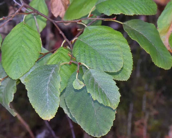 Alnus rhombifolia, White Alder, Deciduous Trees, Fall color, Native California Trees, Native Oregon Trees