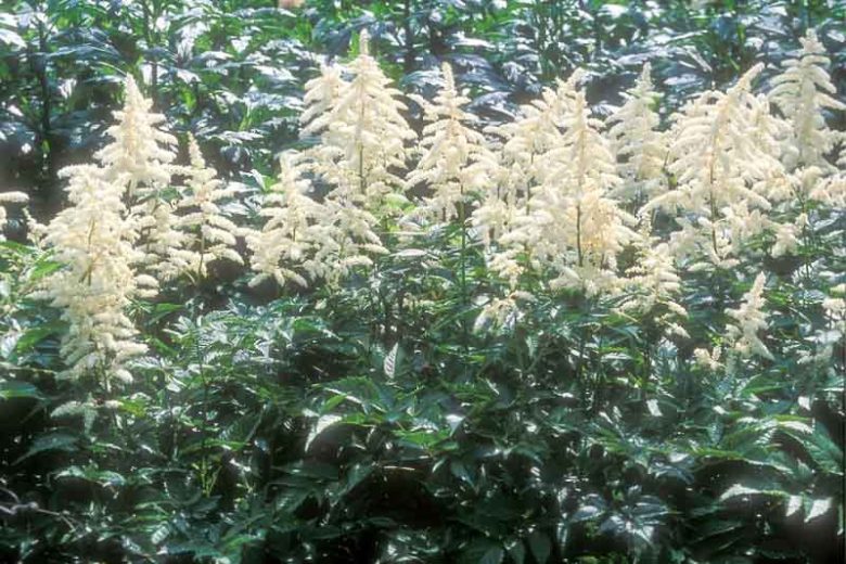 Astilbe Japonica 'Deutschland', Astilbe 'Deutschland', False Spirea 'Deutschland', False Goat's Beard 'Deutschland', White Astilbes, White flowers, flowers for shade
