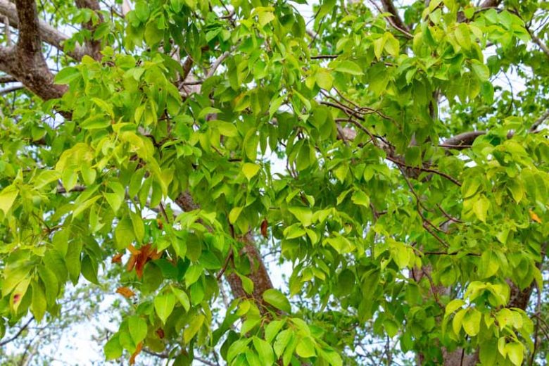 Bursera simaruba, Gumbo Limbo, Gumbo-limbo, Copperwood, Chaca, West Indian Birch, Naked Indian, Turpentine Tree, Elaphrium simaruba, Pistacia simaruba, Florida Native Plant, Red Bark Tree