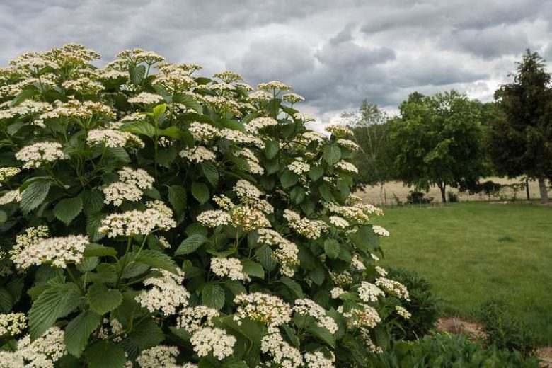 viburnum dentatum, arrowwood viburnum