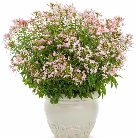 Cleome Senorita Mi Amor, Spider Flower Señorita Mi Amor®, Spider Plant Señorita Mi Amor®, Cleome hybrid 'INCLESRCAR', Tall Annual Flowers, Tall Flowers, Pink annuals, Pink Flowers
