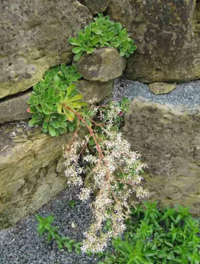 Saxifraga cotyledon, Pyramidal Saxifrage, Great Alpine Rockfoil, Greater Evergreen Saxifrage, Silver Plume, Evergreen Perennial, Evergreen Saxifrage, Rock Garden Plant