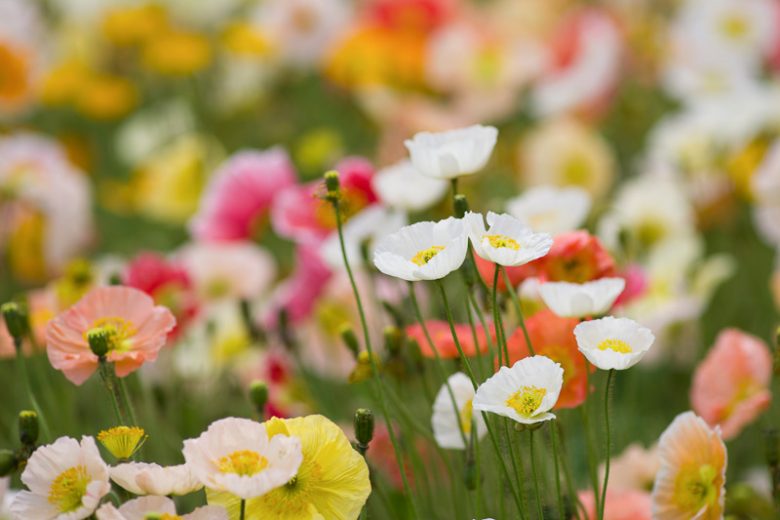 Papaver nudicaule, Iceland Poppy, Arctic Poppy, Icelandic Poppy, Yellow Arctic Poppy, Meconopsis nudicaulis, Poppies