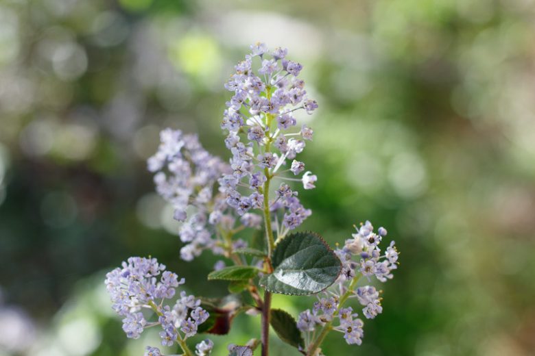 Ceanothus oliganthus, Explorer's Bush, Explorer's-bush, Hairy Ceanothus, Ceanothus divaricatus, Ceanothus hirsutus, , California Lilac, Blue Flowers, Fragrant Shrubs, Evergreen Shrubs