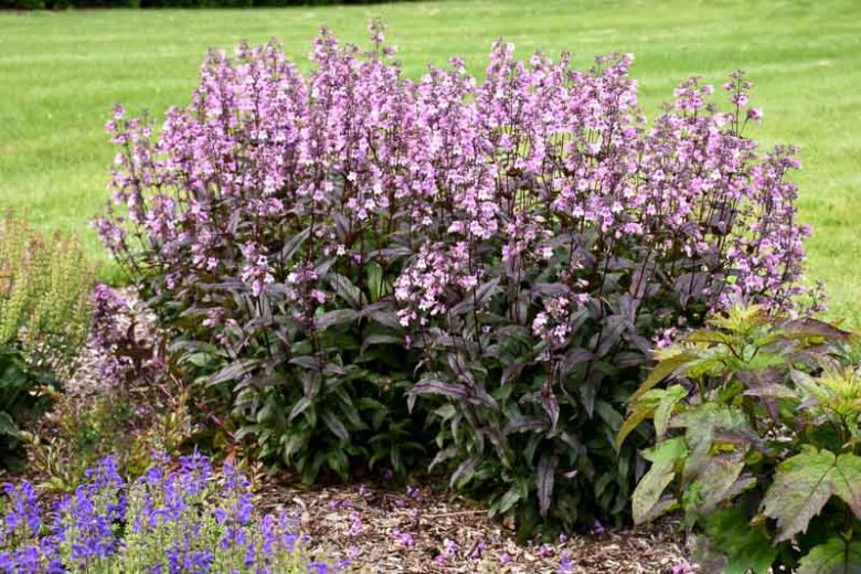 Penstemon 'Midnight Masquerade',  Beardtongue 'Midnight Masquerade', Purple Penstemon, Purple Beardtongue, Lavender Penstemon, Lavender Beardtongue