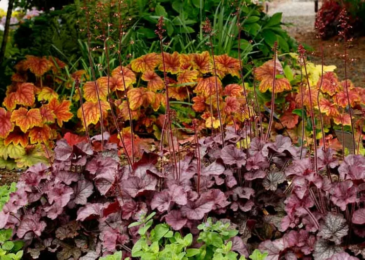 Heuchera 'NORTHERN EXPOSURE™ Silver', Coral Bells NORTHERN EXPOSURE™ Silver, Alum Root NORTHERN EXPOSURE™ Silver, Coral Flower NORTHERN EXPOSURE™ Silver, Heuchera 'TNHEUNES' Shade plants, Evergreen plants, Silver Heuchera, Silver Coral Bells, Silver Alum Root
