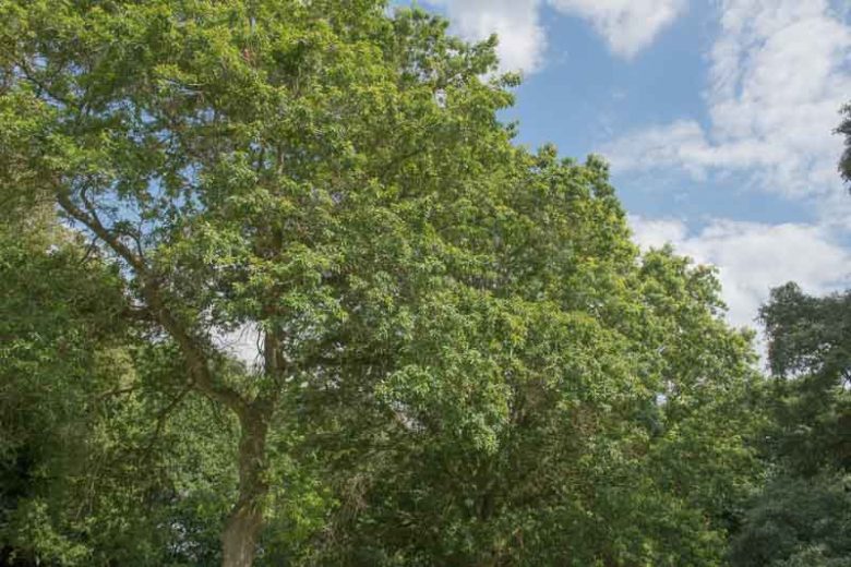 Quercus imbricaria, Shingle Oak, Small-Leaved Oak, Laurel Oak, Tree with fall color, Fall color, Attractive bark Tree