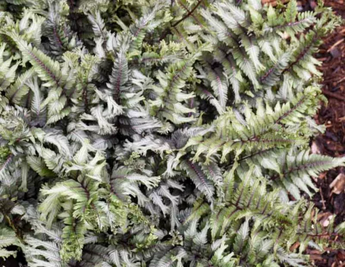 Athyrium niponicum 'Crested Surf', Athyrium 'Crested Surf', Crested Japanese Painted Fern, Athyrium 'Crested Surf', Shade plants, shade perennial, plants for shade, plants for wet soil