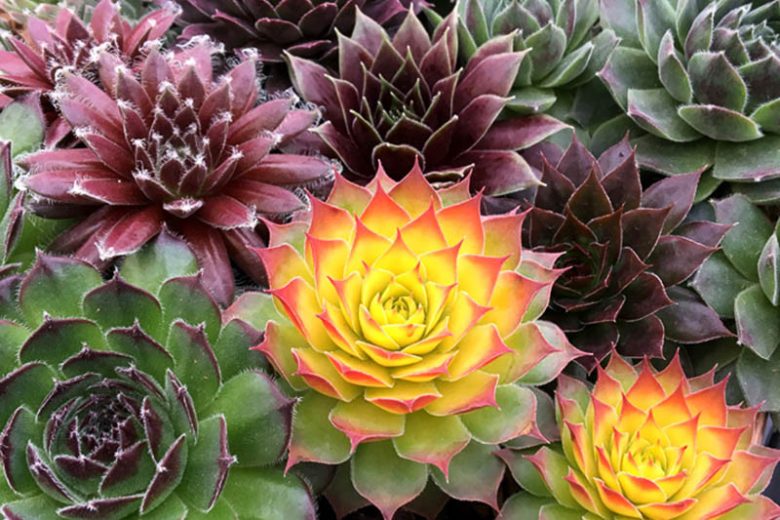 Sempervivum Gold Nugget, Hens and Chicks Gold Nugget, Houseleek Gold Nugget, Chick Charms Series, succulent, evergreen succulent, Red Succulent, drought tolerant perennial, drought tolerant plant