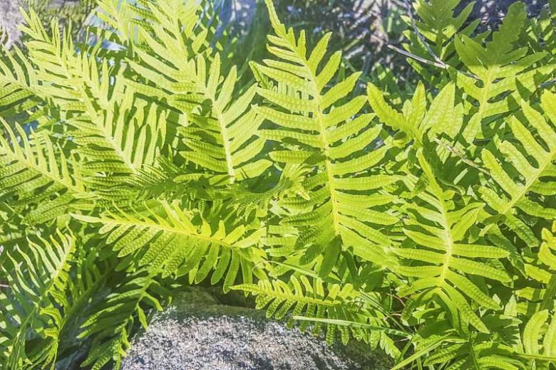 Polypodium vulgare,  Common Polypody, Adder's Fern, Brake Root, Eastern Polypody, Ever Fern, Golden Locks, Golden Maidenhair, Lady's Milk, Polypody, Wall Fern, Word Fern, plants for shade, Evergreen Fern
