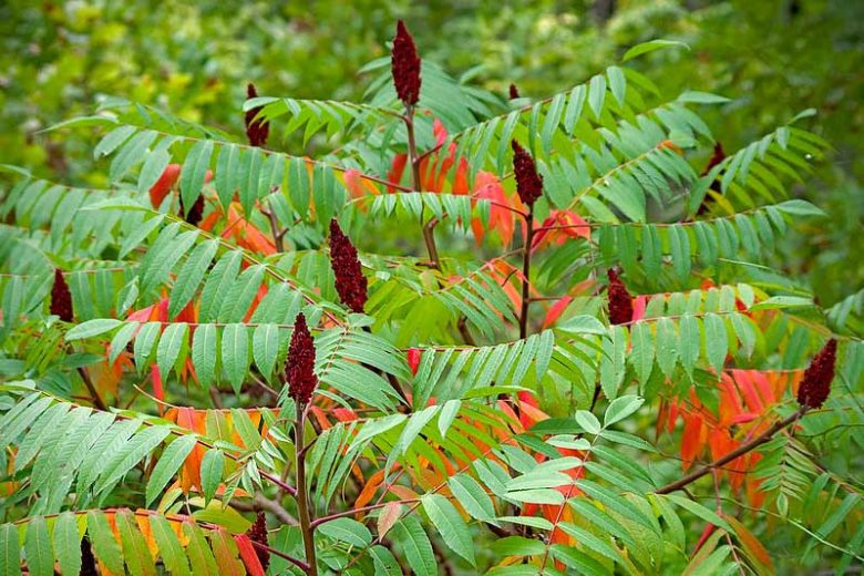 Rhus Typhina, Staghorn Sumac, Velvet Sumac, Datisca hirta, Rhus hirta, Rhus typhina var. laciniata, Fall Color