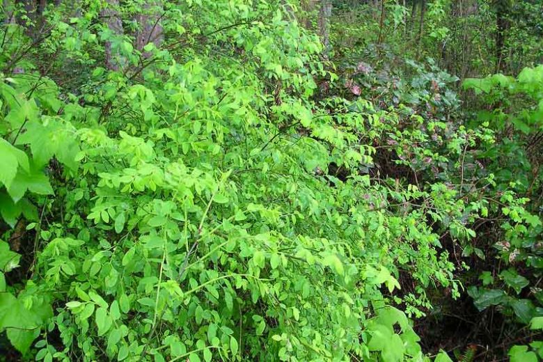 Vaccinium parvifolium, Red Blueberry, Red Huckleberry, Blueberries, Fruiting Shrubs, Red Berries