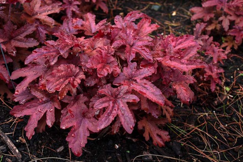 Heucherella Fun and Games® 'Red Rover', Evergreen perennials, Caramel Heucherella, Caramel Foamy Bells, Red Heucherella, Red Foamy Bells