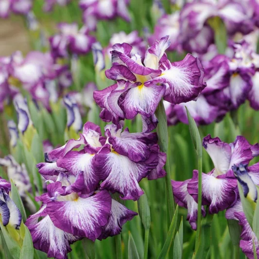 Iris Ensata 'Lion King',Japanese Iris 'Lion King', Japanese Flag 'Lion King', Japanese Water Iris 'Lion King', Sword-Leaved Iris 'Lion King',' Bicolored Iris, Flowers for wet soils, Plants for wet soils, Best Japanese Iris
