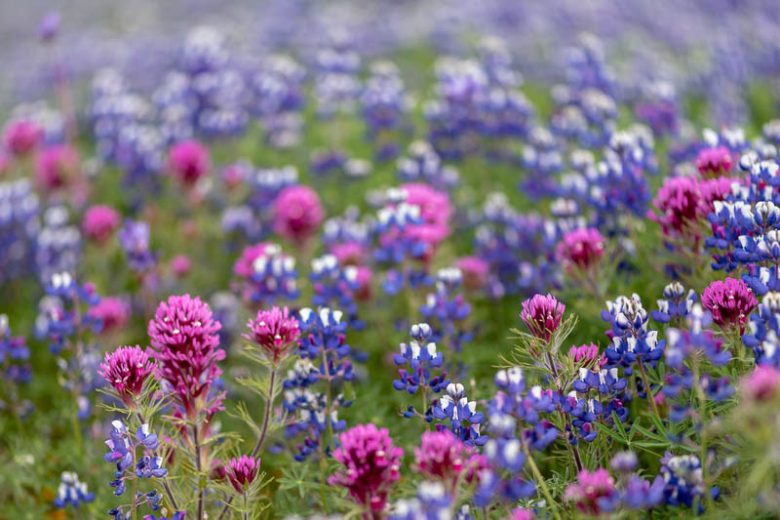 Castilleja exserta, Purple Owl's Clover, Owl's Clover, Exserted Indian Paintbrush, Escobita, California Native Plant, California Native Annuals