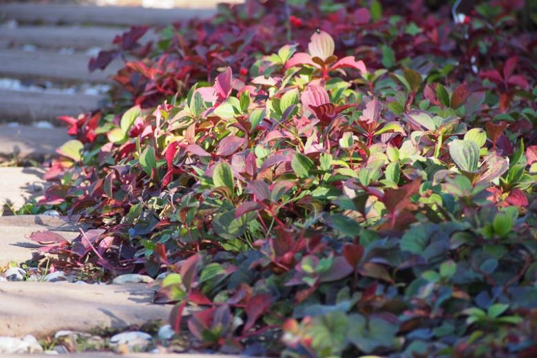 Cornus canadensis, Bunchberry, Bunchberry Dogwood, Canadian Bunchberry, Creeping Dogwood, Crackerberry, Dwarf Cornel, Pudding Berries, Pudding Berry,