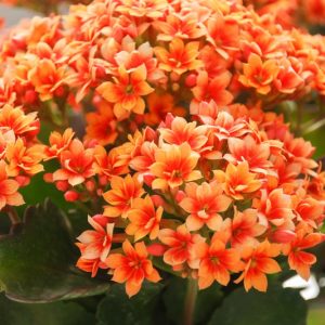 Kalanchoe. Kalanchoe blossfeldiana, Kalanchoe pinnata, Kalanchoe tomentosa, Kalanchoe beharensis, Kalanchoe luciae, Kalanchoe marneriana, Kalanchoe marmorata, Kalanchoe fedtschenkoi, Kalanchoe thyrsiflora