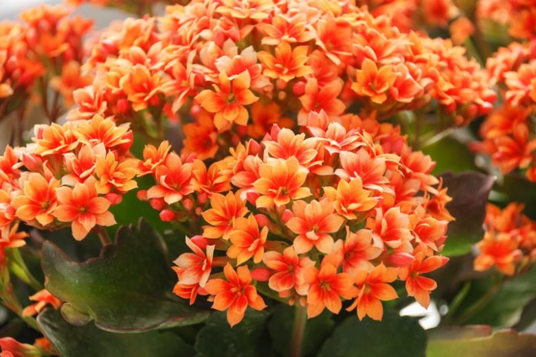 Kalanchoe. Kalanchoe blossfeldiana, Kalanchoe pinnata, Kalanchoe tomentosa, Kalanchoe beharensis, Kalanchoe luciae, Kalanchoe marneriana, Kalanchoe marmorata, Kalanchoe fedtschenkoi, Kalanchoe thyrsiflora
