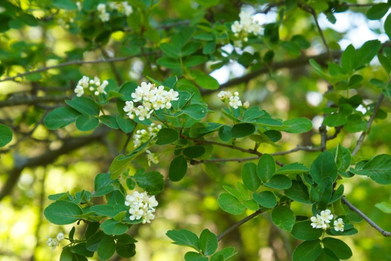 Amelanchier stolonifera, Running Serviceberry, Amelanchier spicata, Flowering Shrub, Fall color, Shrub with berries