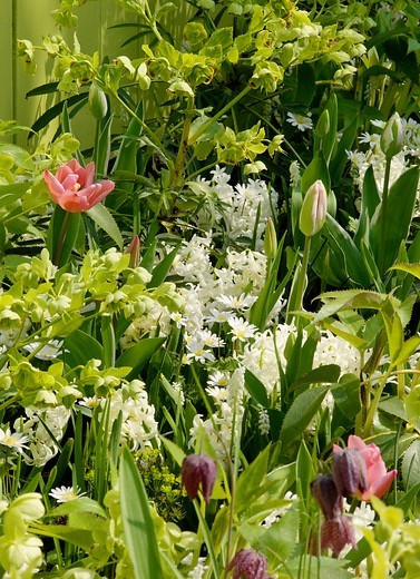 Hyacinth Carnegie, Hyacinth 'Carnegie', Dutch Hyacinth, Hyacinthus Orientalis, Common Hyacinth, Spring Bulbs, Spring Flowers, white hyacinth, early spring bloomer, mid spring bloomer