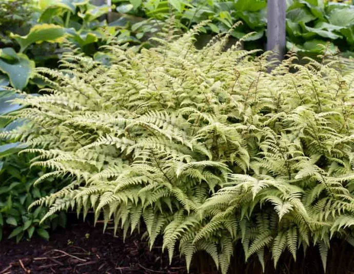 Athyrium 'Ghost', Lady Fern 'Ghost', Ghost Fern, Athyrium filix-femina 'Ghost', Athyrium niponicum 'Grey Ghost', Lady Fern, Shade plants, shade perennial, plants for shade, plants for wet soil
