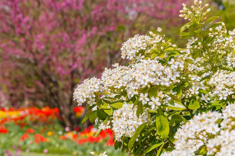 Choisya, Mexican Orange Blossom, Mexican Orange Flower, Mexican Orange, Choisya ternata, Choisya dewitteana, Fragrant shrubs, Evergreen Shrubs, White Flowers