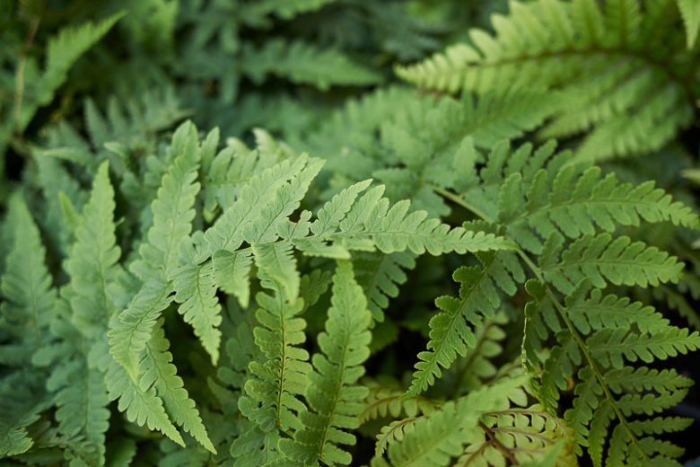 Dryopteris marginalis, Marginal Woodfern, Marginal Fern, Marginal Shieldfern, Evergreen Wood Fern, Leather Wood Fern, Shade plants, shade perennial, plants for shade