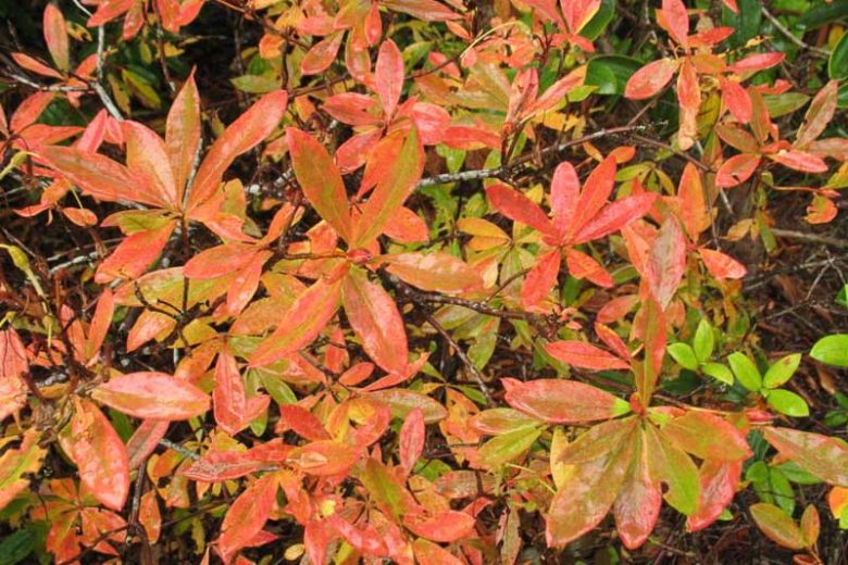Rhododendron Occidentale, Western Azalea, Honeysuckle Azalea, Pacific Azalea, Azalea occidentalis, Fragrant Azalea, Fragrant Rhododendron, Late Midseason Azalea, Late Season Azalea, Pink Azalea, Pink Rhododendron, Pink Flowering Shrub