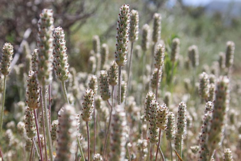Plantago erecta, Dotseed Plantain, California Plantain, Foothill Plantain, white flowers, California Wildflowers, California Native Plants