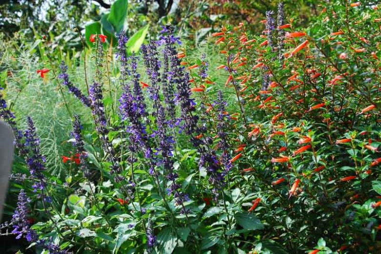 Cuphea 'David Verity', Large Firecracker Plant 'David Verity', David Verity Cuphea, Orange Firecracker, Orange Cuphea, Orange Flowers