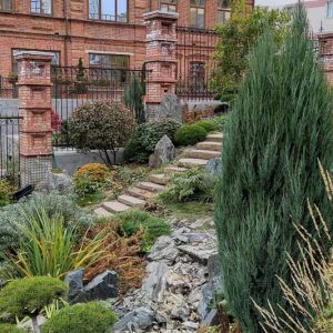 Juniperus scopulorum, Rocky Mountain Juniper, Rocky Mountain Red Cedar, Mountain Red Cedar, Colorado Red Cedar, Western Red Cedar, River Juniper, Western Juniper, Cedro Rojo, Evergreen Shrub, Evergreen Tree