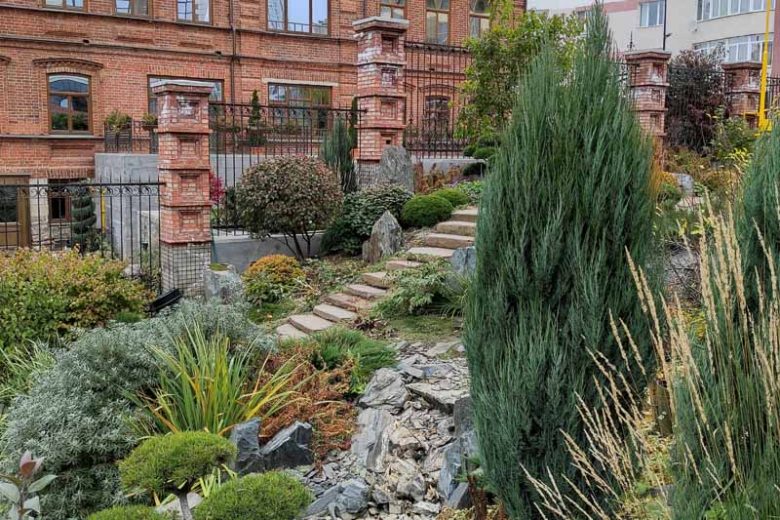 Juniperus scopulorum, Rocky Mountain Juniper, Rocky Mountain Red Cedar, Mountain Red Cedar, Colorado Red Cedar, Western Red Cedar, River Juniper, Western Juniper, Cedro Rojo, Evergreen Shrub, Evergreen Tree