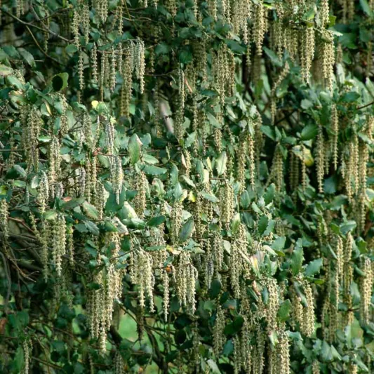 Garrya elliptica, Wavyleaf Silktassel, Wavy-Leaf Silktassel, Silk-Tassel Bush, Silk Tassel Bush, Coastal Silktassel, Evergreen Shrubs, Foliage, Fall color, Winter color, shrub with catkins