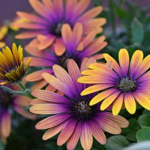 African Daisy, Osteospermum, African Daisies, Osteospermum Flower, Osteospermum fruticosum, Osteospermum ecklonis