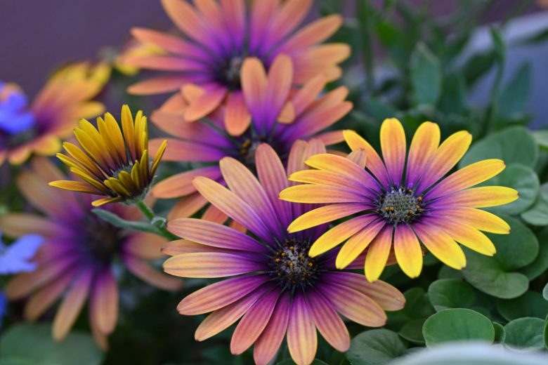 African Daisy, Osteospermum, African Daisies, Osteospermum Flower, Osteospermum fruticosum, Osteospermum ecklonis
