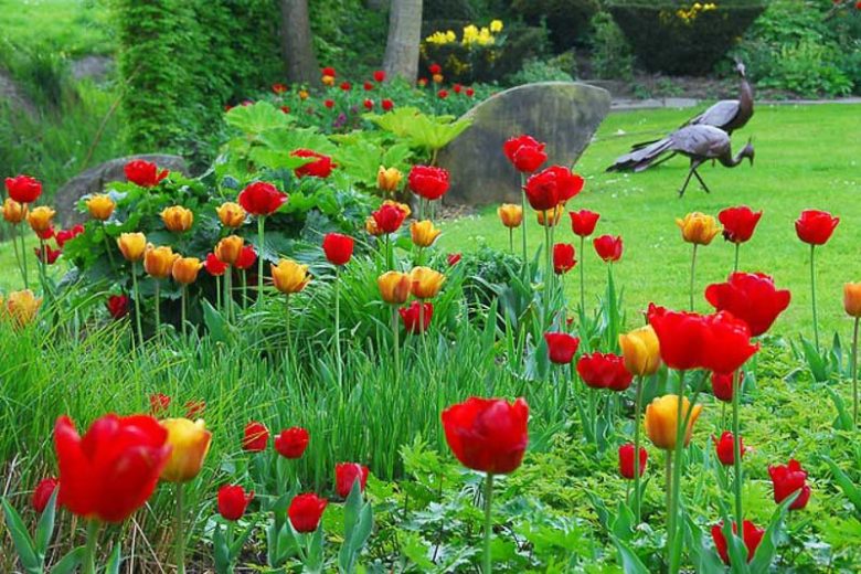 Tulip Red Emperor, Tulip Madame Lefeber,Tulipe Red Emperor, Tulipe Madame Lefeber, Fosteriana Tulip 'Red Emperor', Fosteriana Tulip 'Madame Lefeber', Fosteriana Tulips, Spring Bulbs, Spring Flowers, Tulipa Madame Lefeber, Tulipes Fosteriana