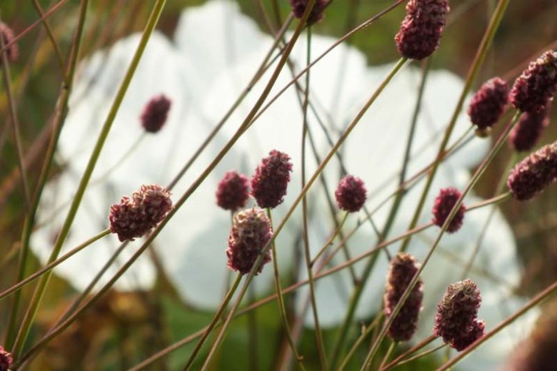 Sanguisorba officinalis, Great Burnet, Greater Burnet, Greater Salad Burnet, Burnet Bloodwort, Pink Flowers, Red Flowers