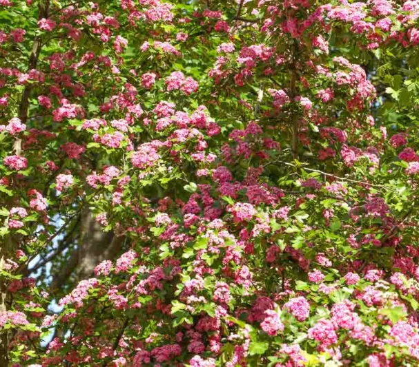 Crataegus laevigata 'Rosea Flore Pleno', Midland Hawthorn 'Rosea Flore Pleno',English Hawthorn 'Rosea Flore Pleno', Red fruit, red berries, Winter fruits, Pink flowers,