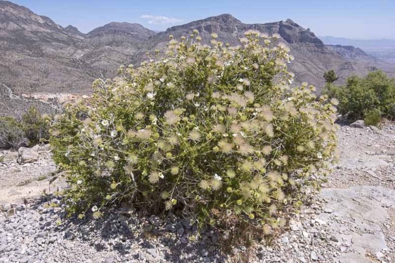 Fallugia paradoxa, Apache Plume, Ponil, Drought tolerant Shrub