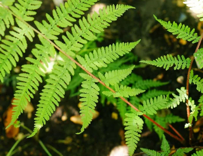 Athyrium Filix-Femina  'Lady in Red', Lady in Red Lady Fern, Athyrium angustum 'Lady in Red', Athyrium niponicum 'Lady in Red', Athyrium filix-femina subsp. angustum f. rubellum 'Lady in Red', Shade plants, shade perennial, plants for shade, plants for wet soil