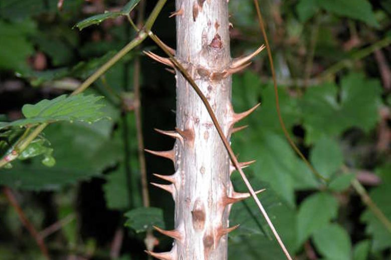 Aralia spinosa, Devil's Walking Stick, Hercules Club, Angelica Tree, Pigeon Tree, Shotbush, Prickly Elder, Prickly Ash