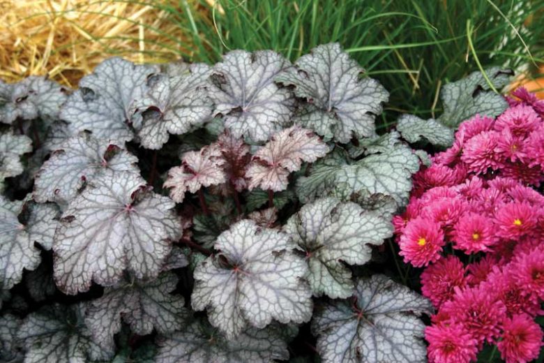 Heuchera Amethyst Myst,  Coral Bells 'Amethyst Myst', Alum Root 'Amethyst Myst', Heuchera 'Amethyst Mist', Coral Bells 'Amethyst Mist', Alum Root 'Amethyst Mist', Shade plants, Evergreen plants, Foliage plant, Purple Foliage