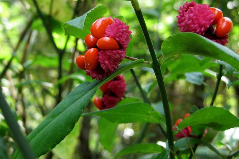Euonymus americanus, American Strawberry Bush, Strawberry Bush, Brook Euonymus, Hearts-a-burstin, Bursting Heart, Wahoo, Euonymus americana, shrubs, fall color, shrub with berries, red leaves