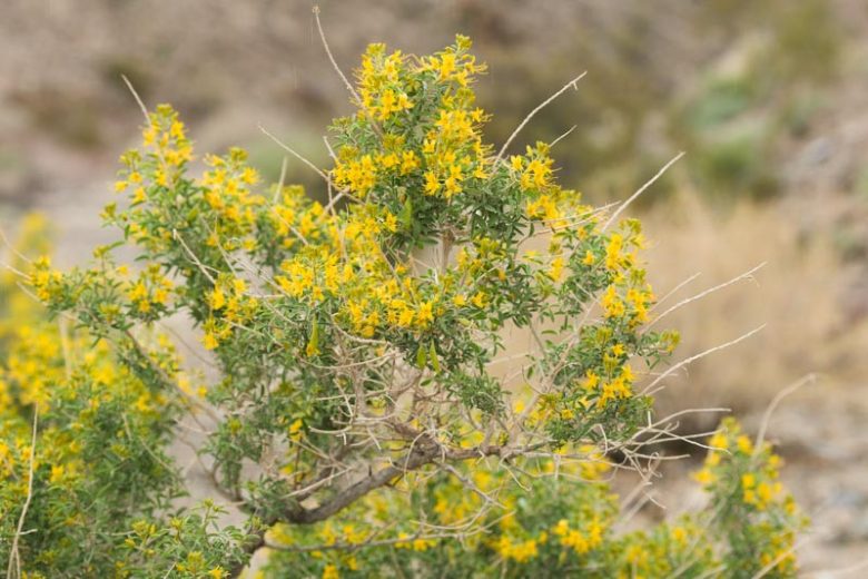 Cleome isomeris, Bladderpod, Bladderpod Spiderflower, Bladderbush, Burro-Fat, Isomeris arborea, Peritoma arborea, Yellow Shrub, Yellow Flowers